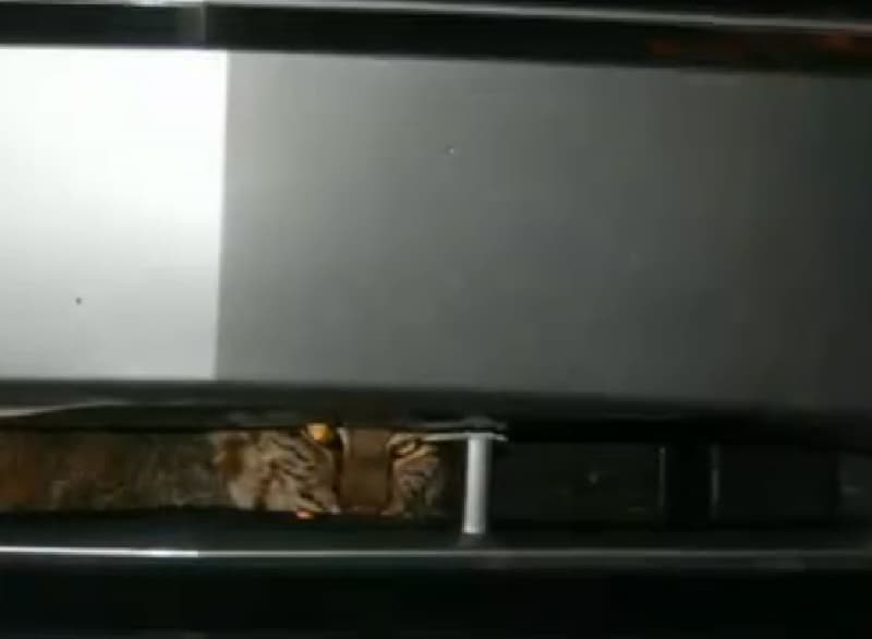 Family Finds Live Bobcat in Car’s Grille