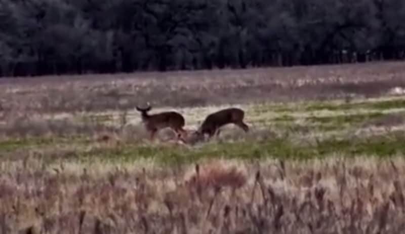 Graphic Video: Whitetail Bucks Caught in Deadly Battle