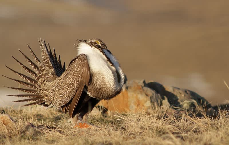 2014 Farm Bill Signed Into Law – Sodsaver Provision a Win for Sage Grouse & Ranching