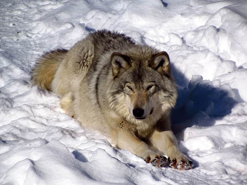 Researchers Create Wolf, Coyote Hybrid