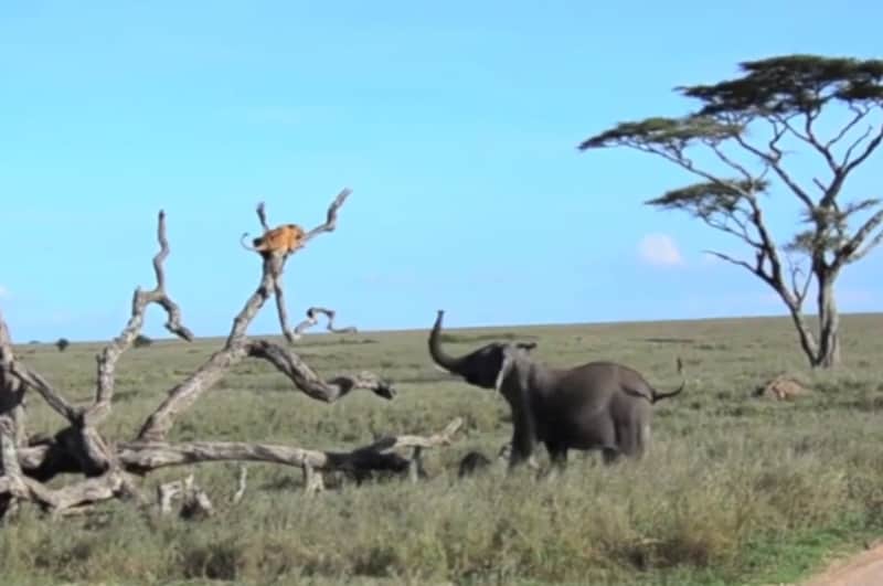 Video: Bull Elephant Chases Lioness Up a Tree