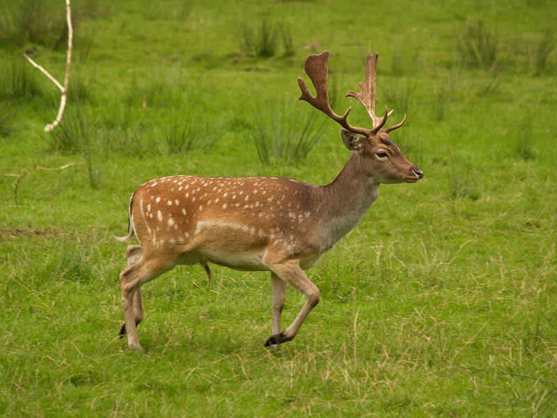 Study on Fallow Deer Reveals Bucks’ “Fight or Flight” Response to Calls