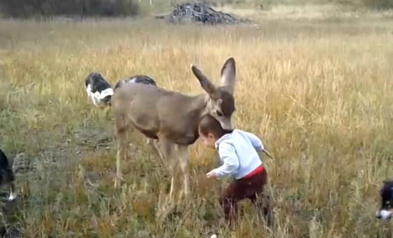 Video: Rehabilitated Fawn Plays with Baby and Dogs