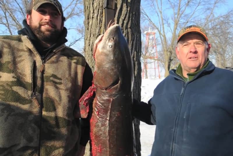 Wisconsin Fishermen Spear Massive Sturgeons
