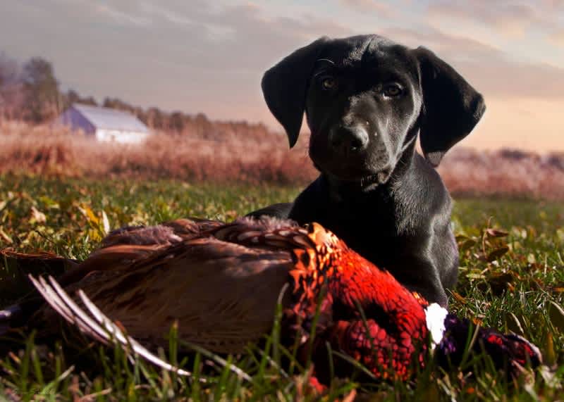 Bird Dogs Flock to the National Pheasant Fest & Quail Classic Expo
