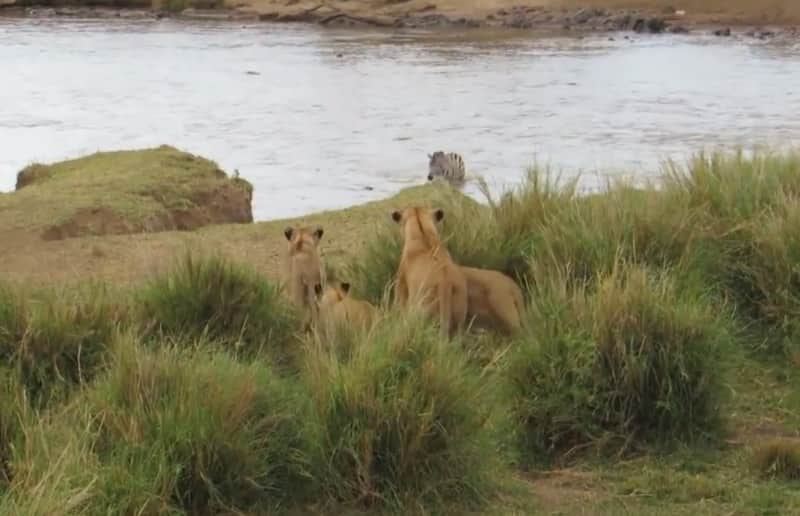 Video: Zebra Escapes Lion Ambush