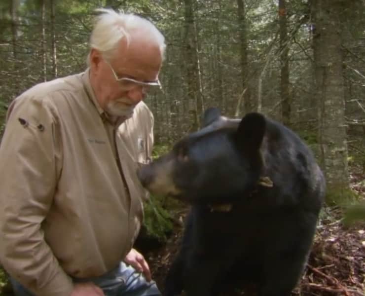 Minnesota DNR at Odds with Controversial Bear Researcher
