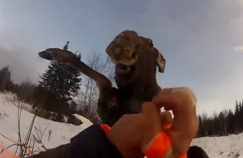 Video: Releasing a Tagged Moose Goes Wrong