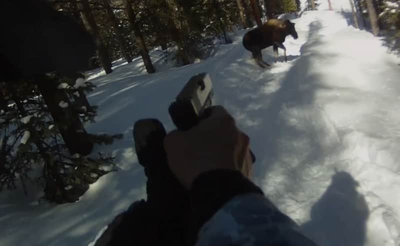 Video: Snowmobiler Shoots Moose with Glock