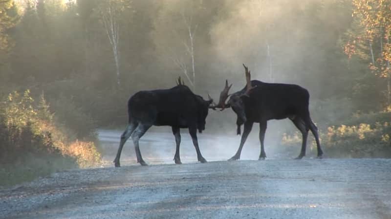 Video: Moose Duel Ends in Serious Injury