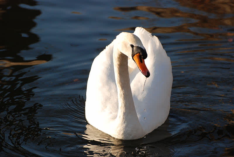 New York to Cull 2,200 Mute Swans by 2025