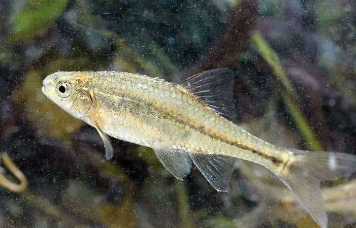 Oregon Chub: First Fish to Escape the Endangered Species List