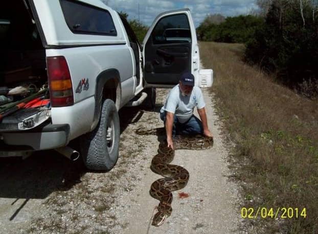 Hefty 150-pound, 18.2-foot Burmese Python Found in Florida