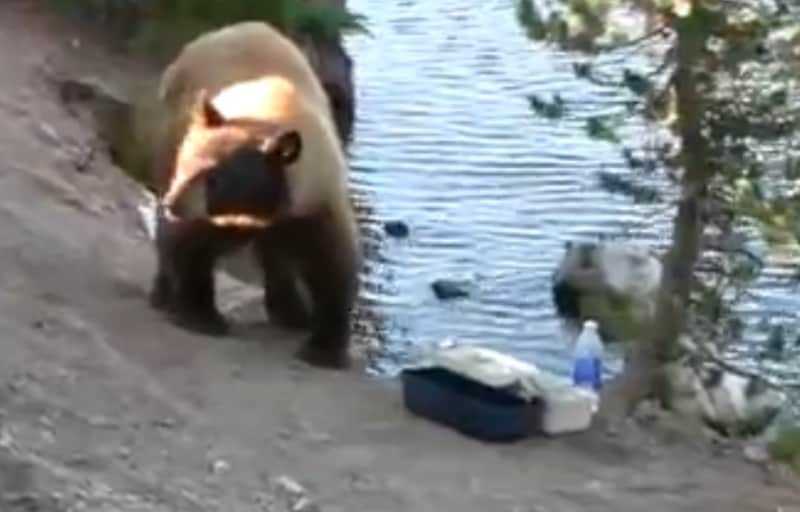 Video: Bear Visits Anglers