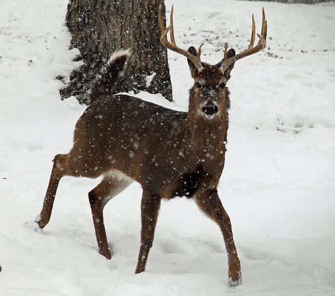 CWD Spreads in Wisconsin Counties