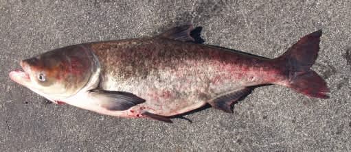 Asian Carp Pushing North in the Mississippi River
