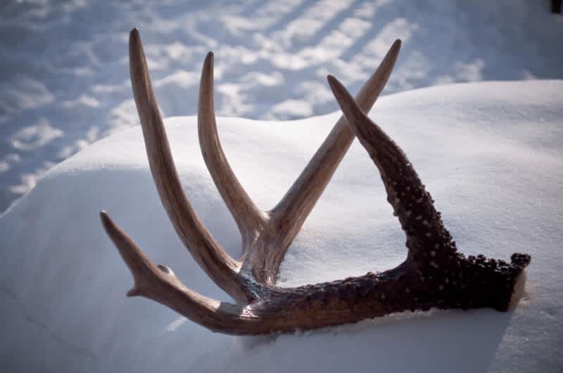 Nevada Wildlife Board Votes to Regulate Shed Hunting