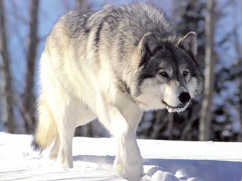Idaho Approves Year-round Wolf Hunting, Legislature Passes Wolf Control Bill