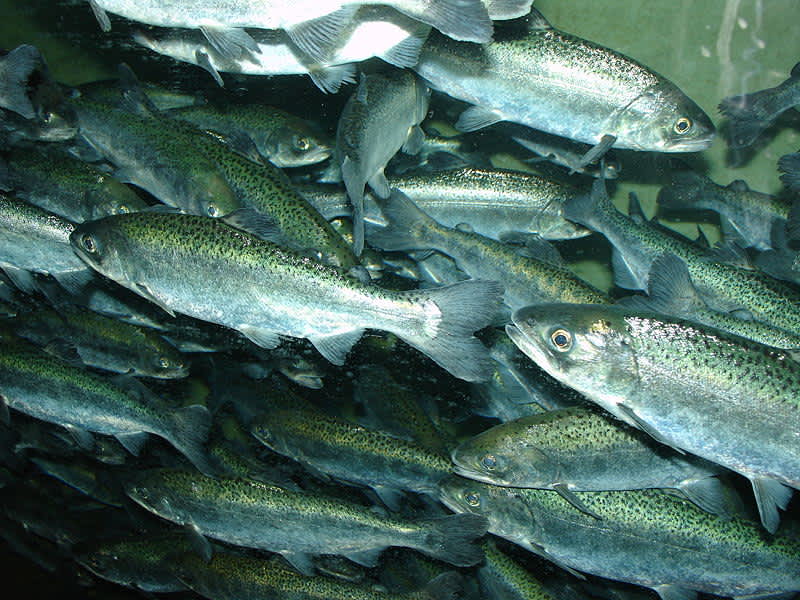 California Drought Forces Salmon to Migrate by Truck