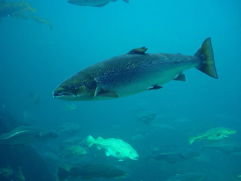 Study: Farmed Salmon Threaten Wild Salmon