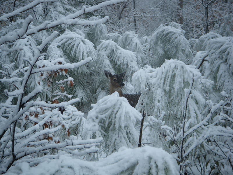 Wisconsin’s Roughest Winter in 20 Years Hits Deer Hard
