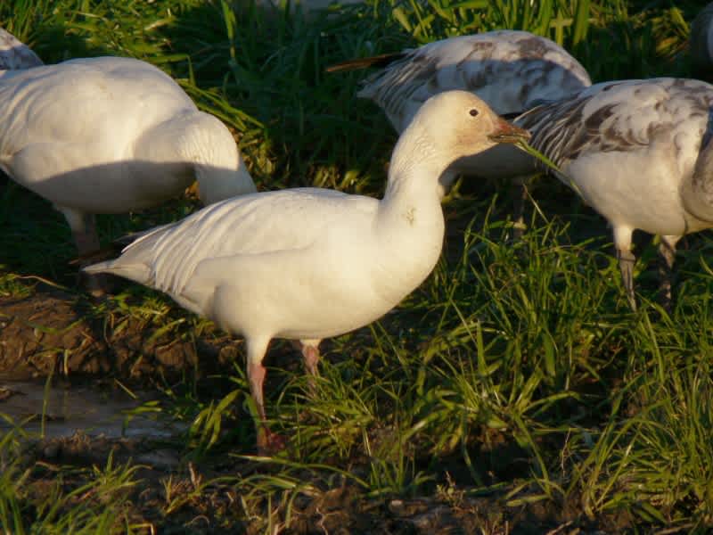 Hunters Attempt to Dent Increasing Snow Goose Population