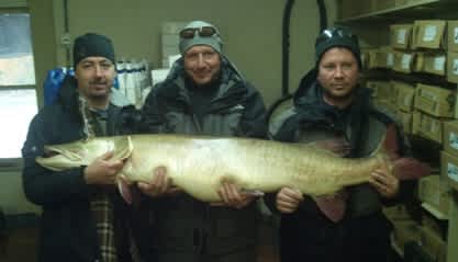 Michigan-caught Great Lakes Muskellunge Part of ‘Best Catches’ Contest