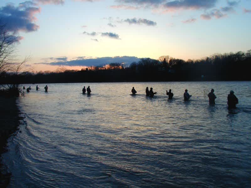 Wall-to-wall Spring Walleyes in Ohio Rivers