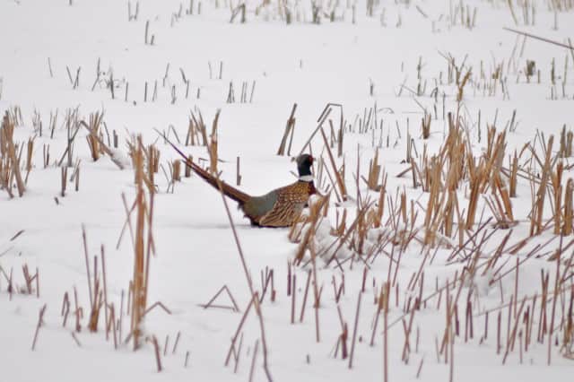 Pheasants Forever Releases Winter Pheasant Habitat Conditions Report