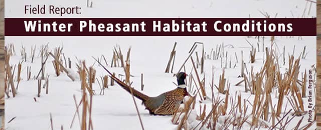 Pheasants Forever Releases State-by-State Upland Habitat Conditions