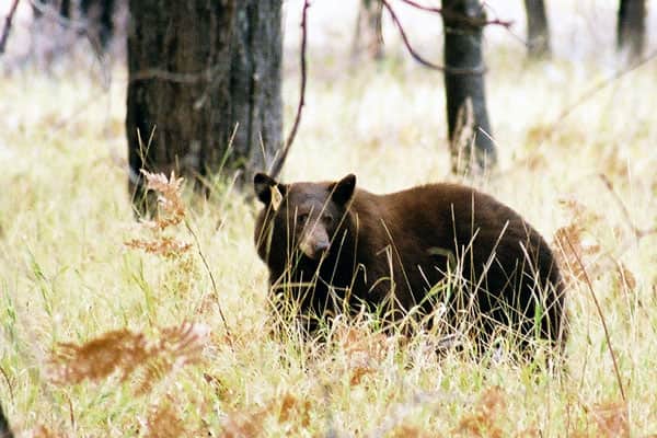 Bear-proof Containers in Yosemite Change Bear Diets