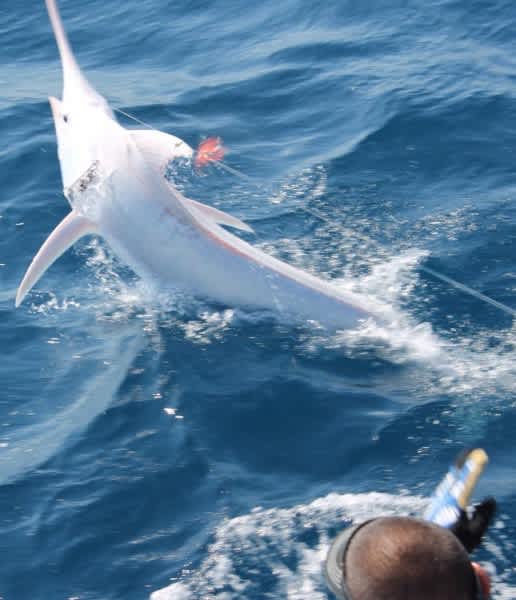 Rare White Blue Marlin Caught and Released Near Costa Rica