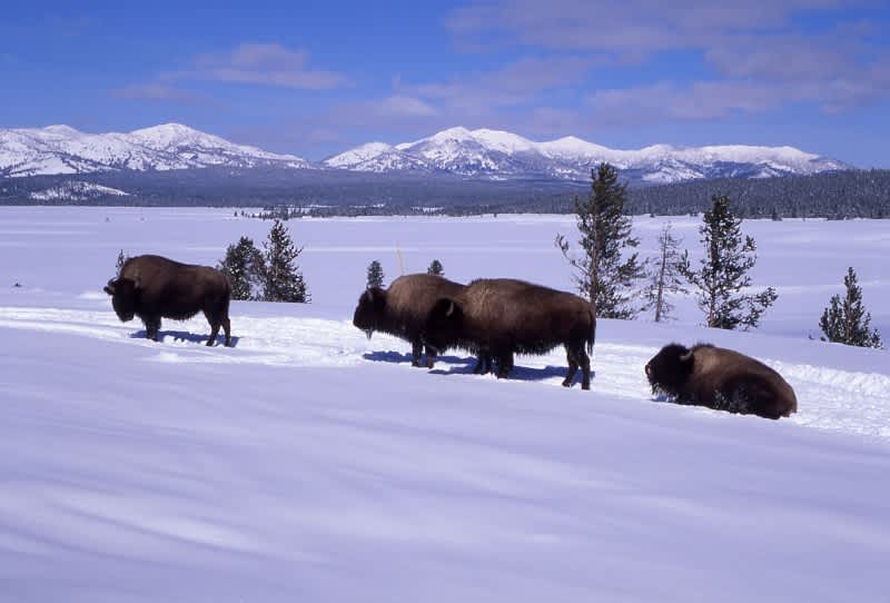 Court Rejects Appeal Against Montana Free-roam Bison Plan