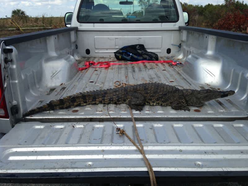 Nile Crocodile Captured in Everglades after Two-year Hunt