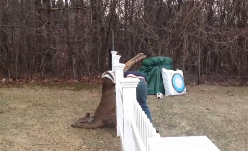 Video: Massachusetts Man Releases Trapped Deer from Fence