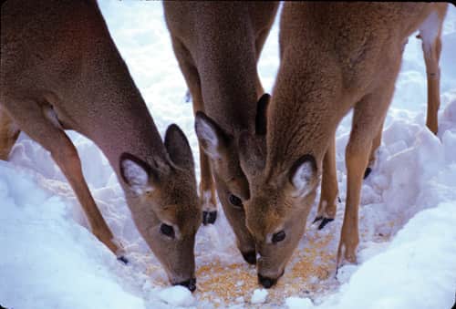 Minnesota’s Emergency Deer Feeding Begins