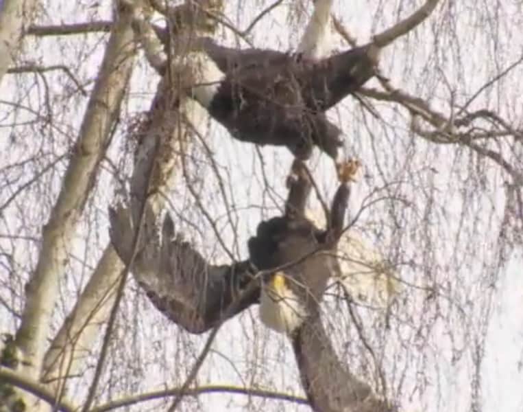 Video: Bald Eagles Locked in Four-hour Fight “Rescued”