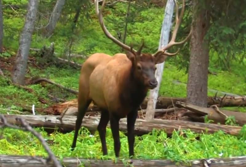 Video: Teenage Bowhunter Makes Clean Shot on Bull Elk