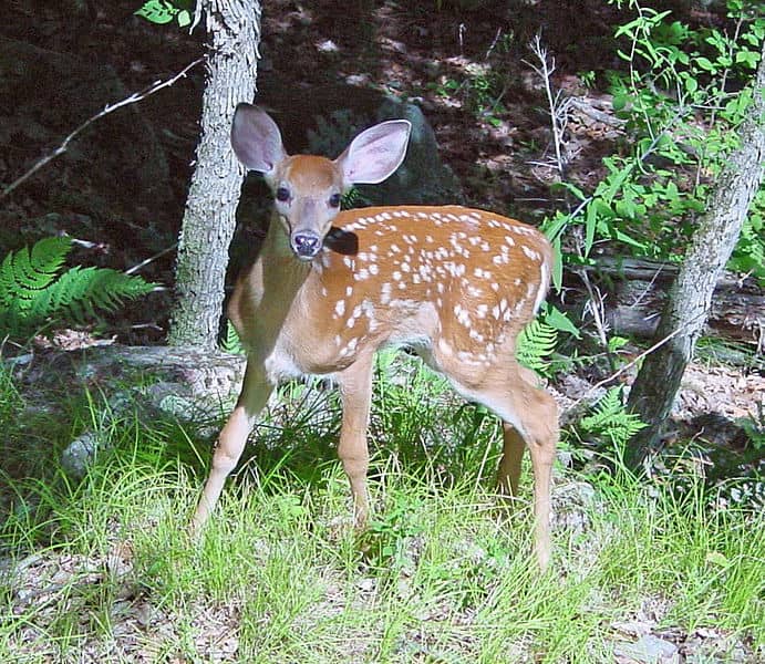 Study Finds High Testosterone May Hurt Newborn Deer