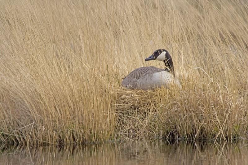 Utah Goose Hunters Make Nests