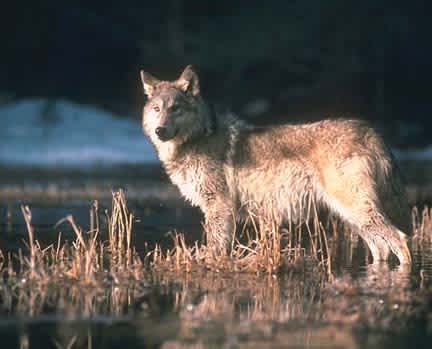 Mysterious Wolf Death Solved by Biologists