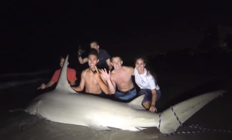 Florida Anglers Catch and Release 700-pound Hammerhead Shark