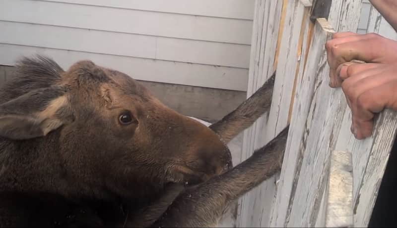 Video: Baby Moose Stuck in Gate Gets Rescued