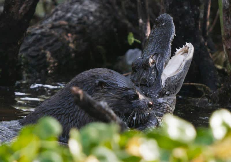 Photos: Otter Kills, Eats Alligator in Florida Wildlife Refuge