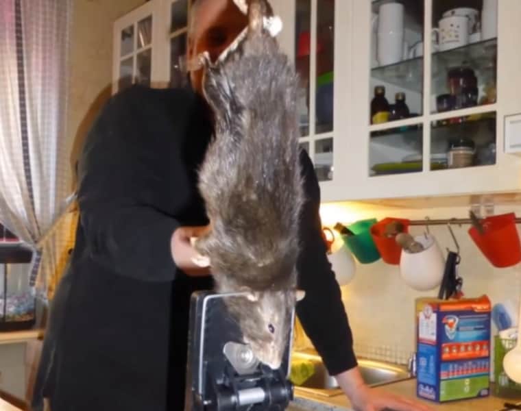 Giant Rat Trapped in Swedish Home