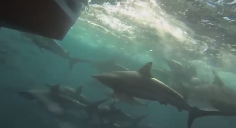 Video: Sharks Pursue Fishing Boat