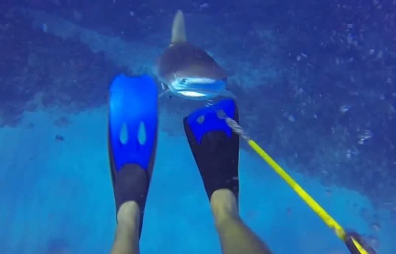Video: Spearfisherman Fends Off Shark Attack