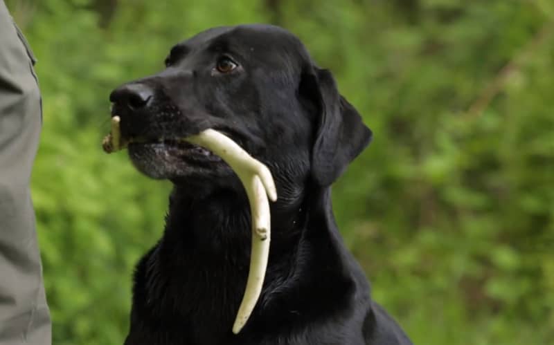 World’s Best Shed Hunting Dogs Converge on Minnesota