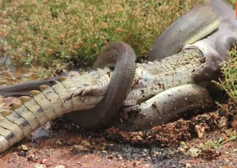 Video: Snake Eats Crocodile Whole after Five-hour Battle
