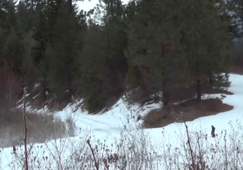 Video: Can You Spot the Mountain Lion?